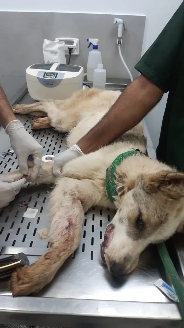 من يمنع قتلَ الحيوانات أوتعذيبها في لبنان؟