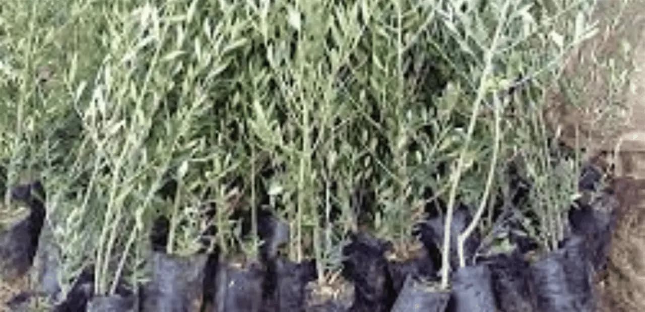 إقليم الخرّوب تكافح التغيُّر المناخي!