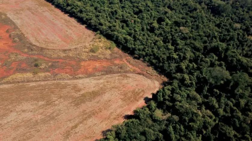 من وراء تدمير ثُلث غابة "الأمازون"؟