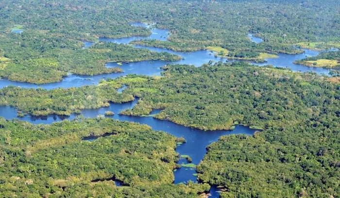 ثلث غابات الأمازون دُمر... والسبب