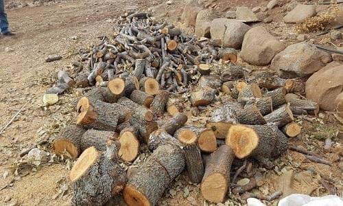 جريمة بحق الطبيعة... قطع أكثر من 800 شجرة سنديان في مجدل بلحيص