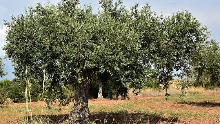موسم الزيتون.. إرشادات لضمان جودة الزيت