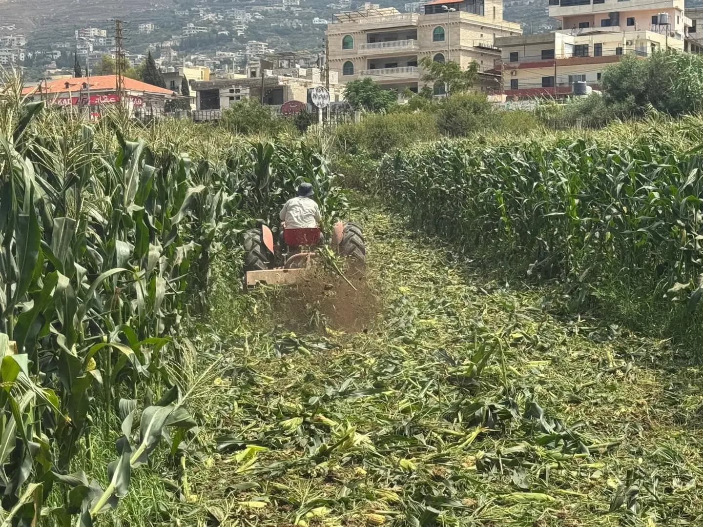 مخالفة صحية تُنهي محصولاً زراعياً في المنية