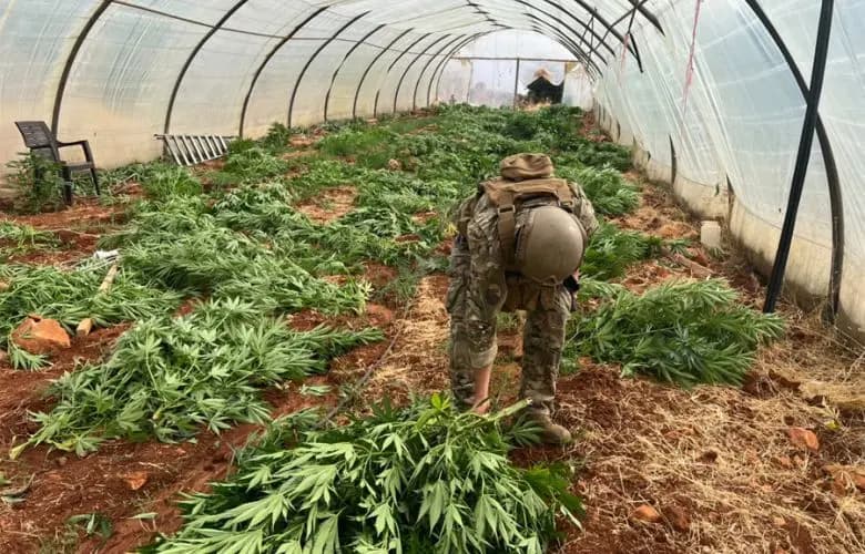 ضربة أمنية في البقاع.. المخدرات في قبضة الجيش