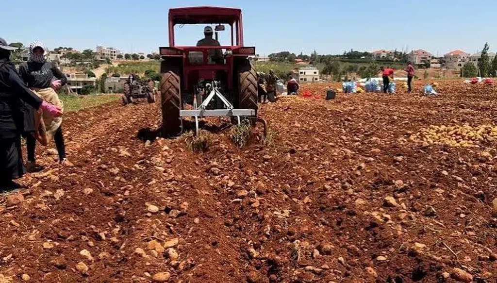 خطوة جديدة لدعم المزارعين.. الزراعة: إعفاء بذور الخضر من الرسوم