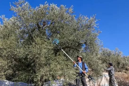 موسم الزيتون في الجنوب.. بين تحديات الحرب ومحاولات إنقاذ ما تبقّى من الموسم