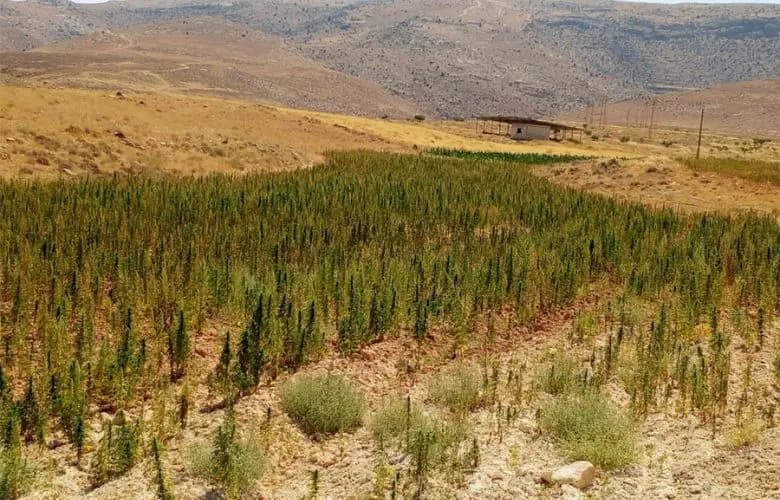 في بعلبك.. توقيف مطلوبين وإتلاف مساحة مزروعة بالحشيشة