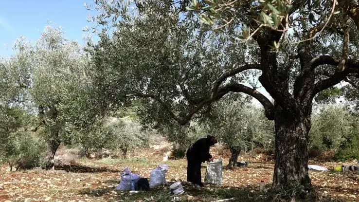زيت الجنوب بخير.. وهذا ما أعلنته الزراعة