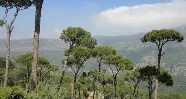 الصنوبر اللبناني في مرمى الآفات.. والزراعة تتدخل