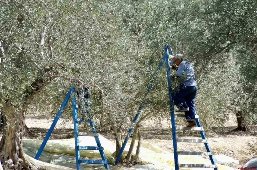 "أثناء قطافهم للزيتون".. العدو يختطف مواطنين لبنانيين