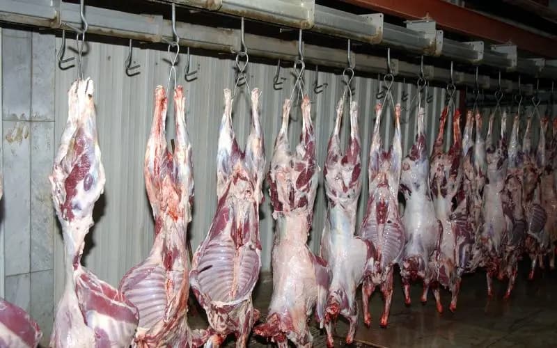 فضيحة بمسلخ في البقاع.. مسحوق العظام يذهب لمصانع المرتديلا!
