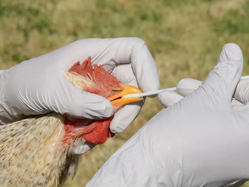 في العراق.. الدواجن تحت تهديد "H5N1"