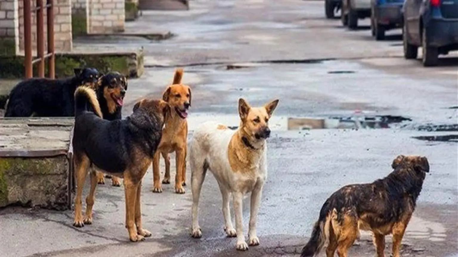 الكلاب الشاردة في لبنان.. أزمة بلا حل