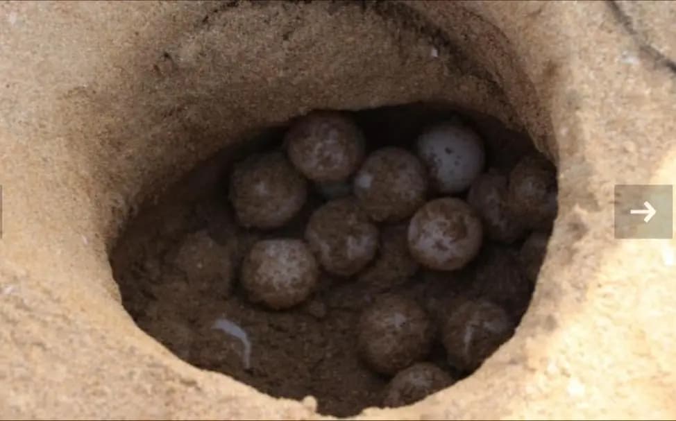 في لبنان: رصدُ السّلحفاة ذات الرّأس الضّخم..!