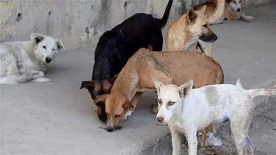 تنبيه: كلاب شاردة في هذه البلدة