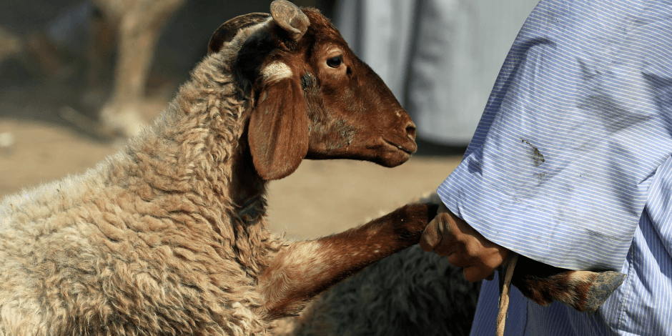 مواشي عكار في خطر.. والمربون يستغيثون