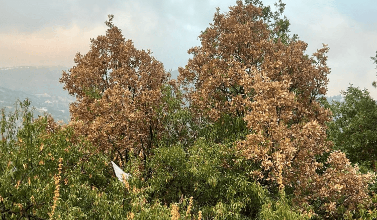 يباس في الغابات.. و"الزراعة" تطمئن