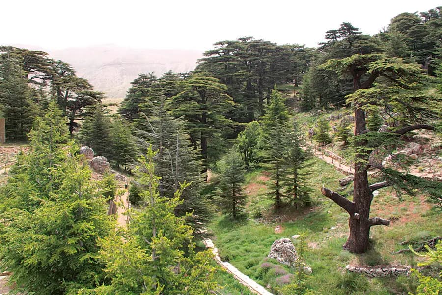 "جـ.ـريمة وطنية وبيئية".. "التيار" يستنكر ما حصل في غابة أرز الرب