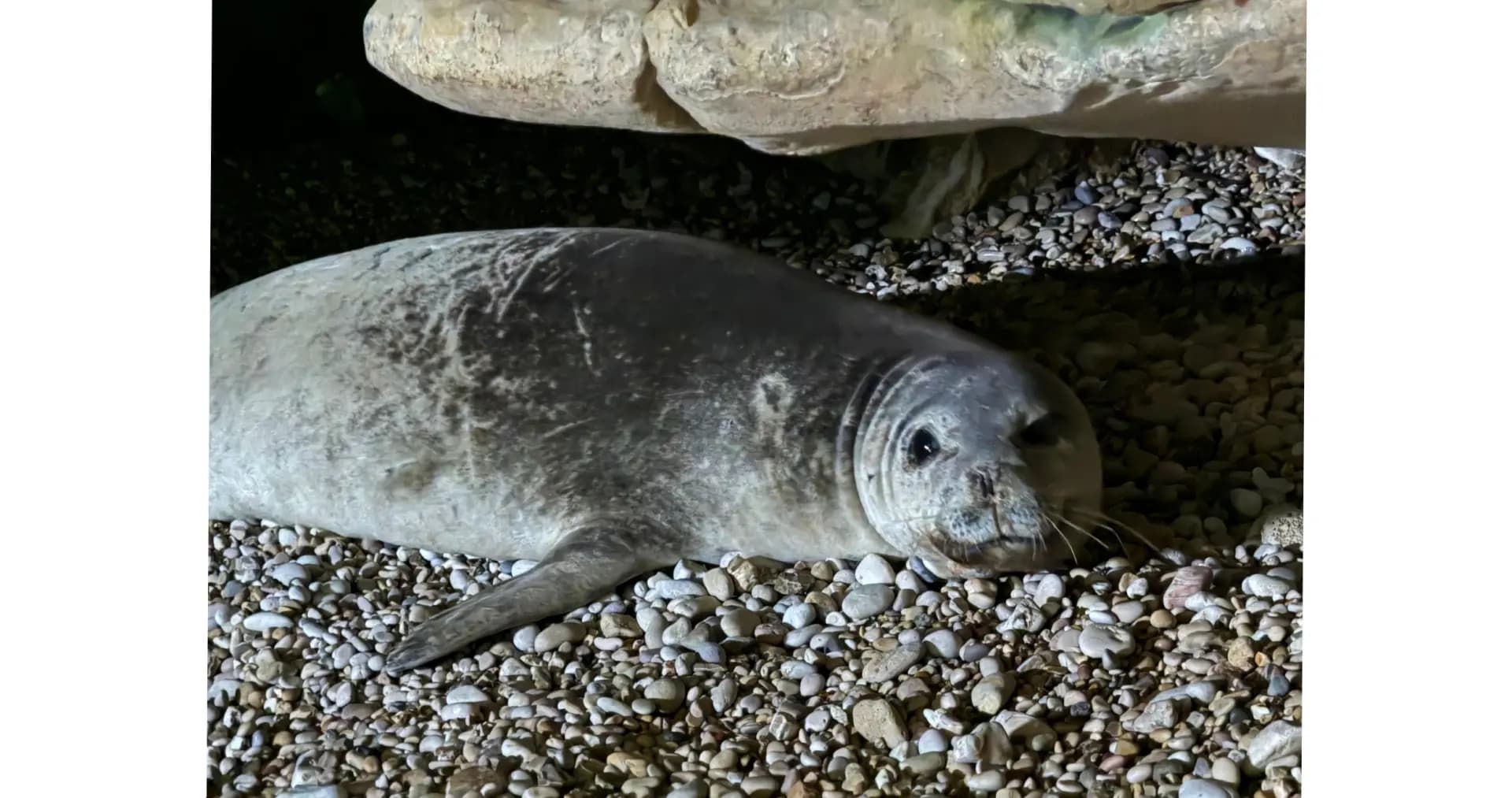 “فقمة” عمشيت بخطر.. والبيئة تتحرك لوقف الأشغال!