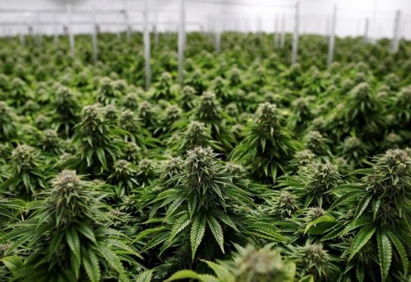 فاضل يكشف خدعة "رخص القنّب" ويهدّد بالملاحقة القضائية