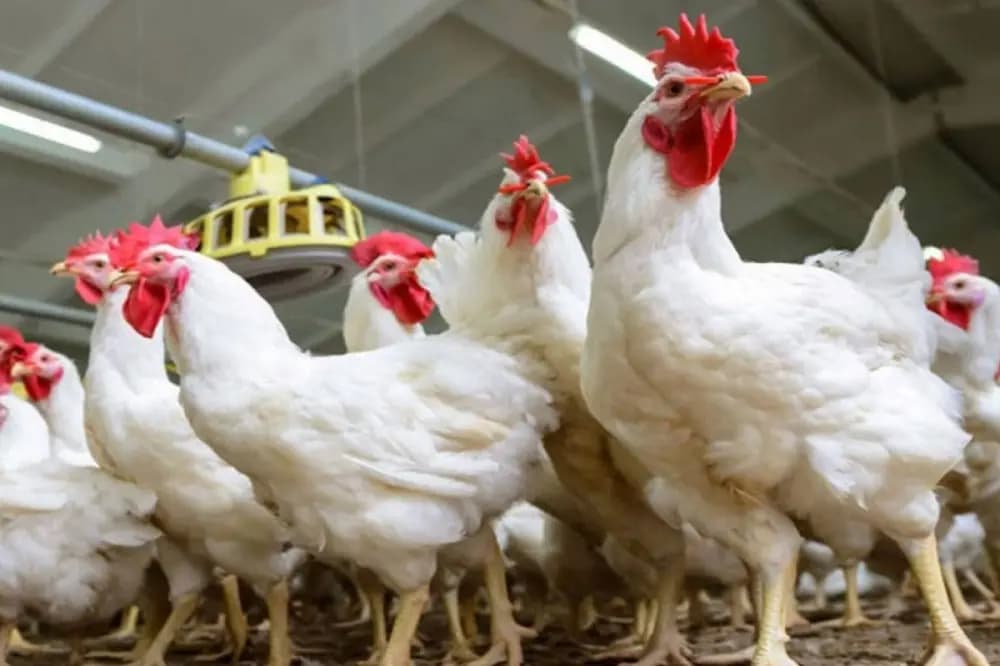 الدجاج الفاسد يقرع ناقوس الخطر… سلامة الغذاء في البقاع الأوسط تحت المجهر