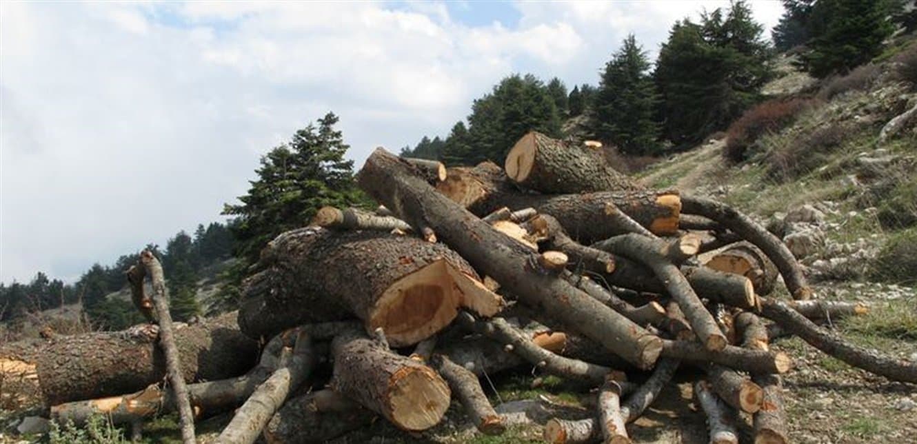 مناشيرُ تجّار الحطب قلّصت مساحات الثروة الحرجية المعمرة ولم تترك أخضر أو يابسا