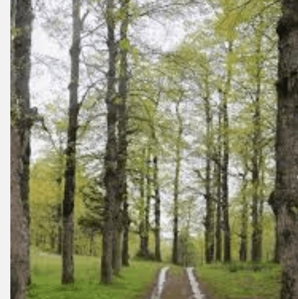 فنيدق العكارية تطالب بحمابة غاباتها