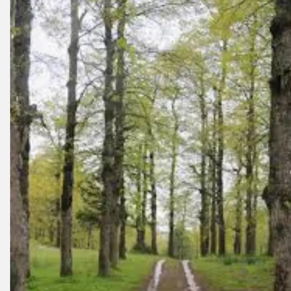 فنيدق العكارية تطالب بحمابة غاباتها